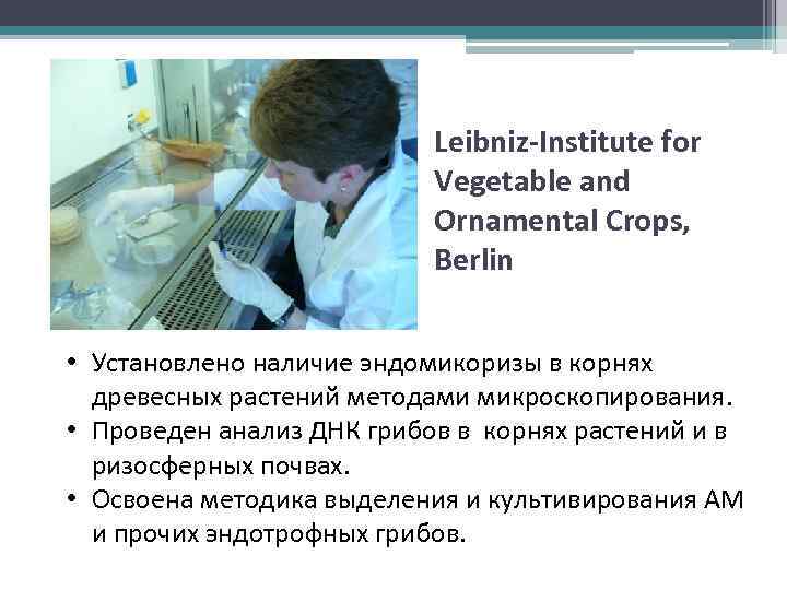 Leibniz-Institute for Vegetable and Ornamental Crops, Berlin • Установлено наличие эндомикоризы в корнях древесных