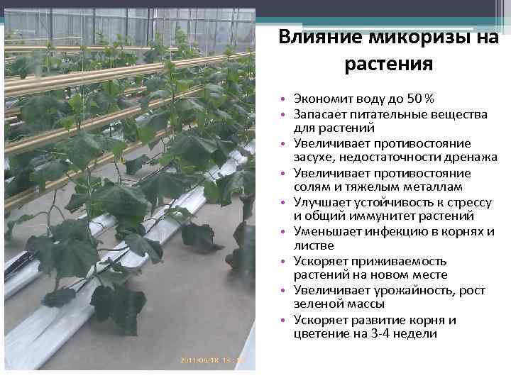 Влияние микоризы на растения • Экономит воду до 50 % • Запасает питательные вещества