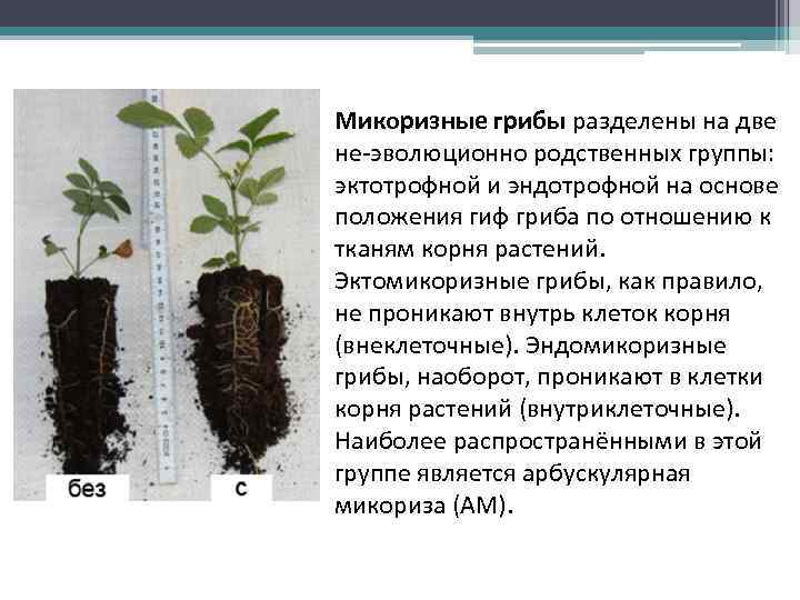 Микоризные грибы разделены на две не-эволюционно родственных группы: эктотрофной и эндотрофной на основе положения