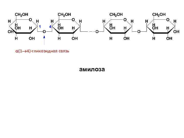  (1 4)-гликозидная связь амилоза 