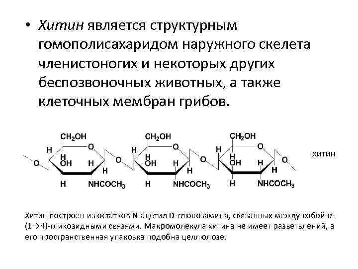  • Хитин является структурным гомополисахаридом наружного скелета членистоногих и некоторых других беспозвоночных животных,