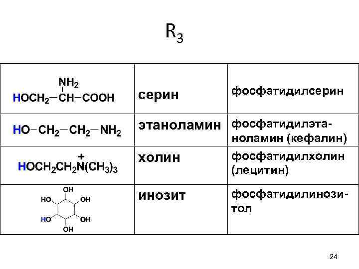 R 3 серин фосфатидилсерин этаноламин фосфатидилэтахолин ноламин (кефалин) фосфатидилхолин (лецитин) инозит фосфатидилинозитол 24 