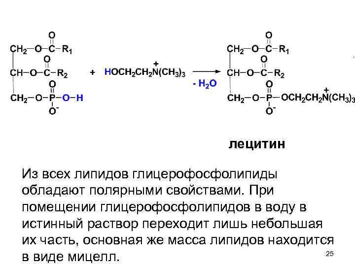 лецитин Из всех липидов глицерофосфолипиды обладают полярными свойствами. При помещении глицерофосфолипидов в воду в