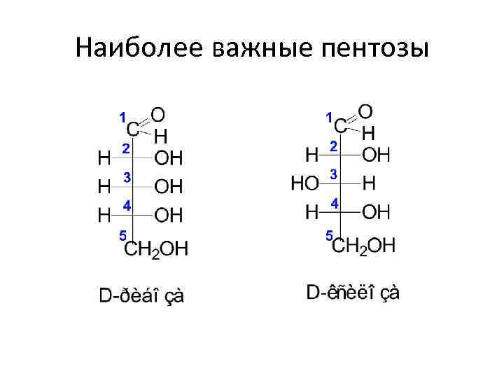 Наиболее важные пентозы 