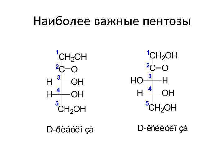 Наиболее важные пентозы 