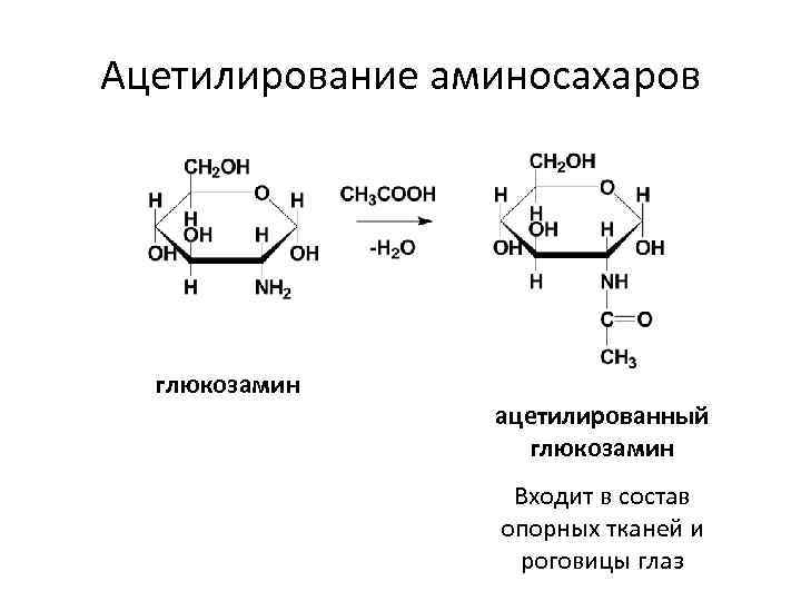 Ацетилирование аминосахаров глюкозамин ацетилированный глюкозамин Входит в состав опорных тканей и роговицы глаз 