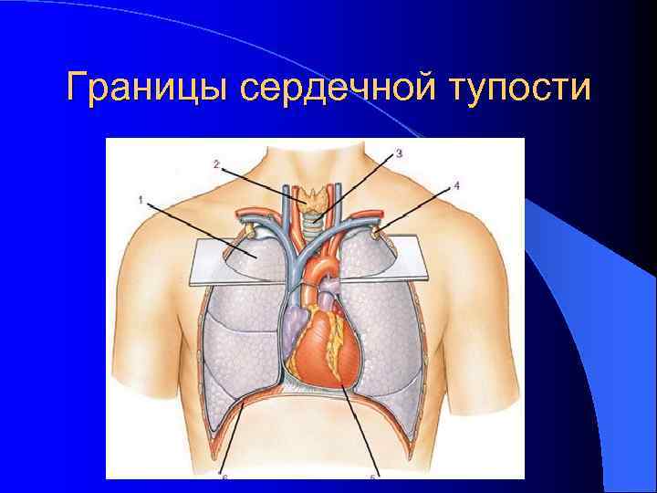 Границы сердечной тупости 