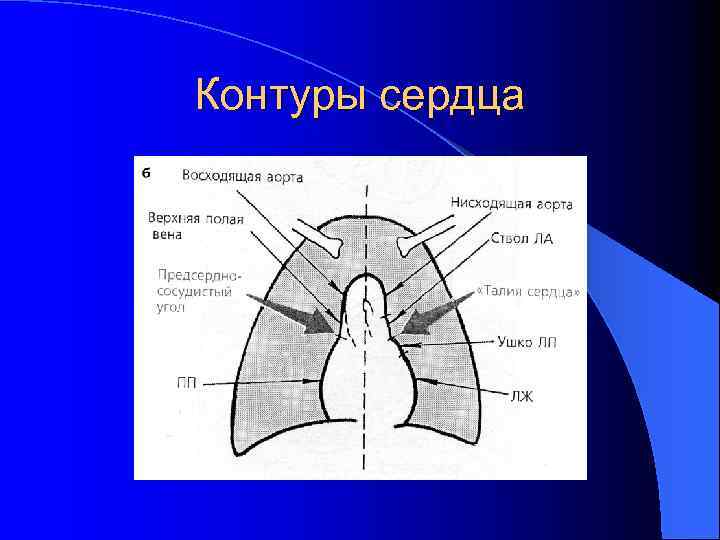 Контуры сердца 