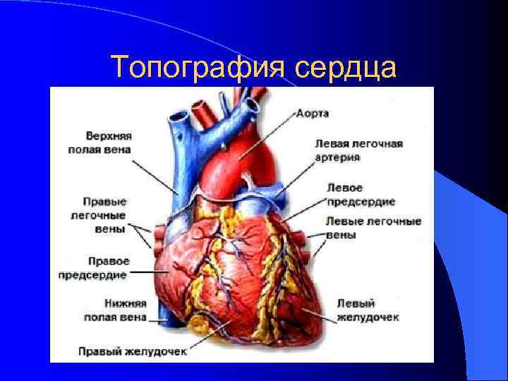 Топография сердца 