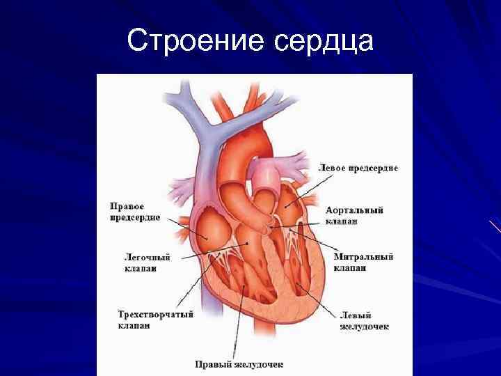 Строение сердца 