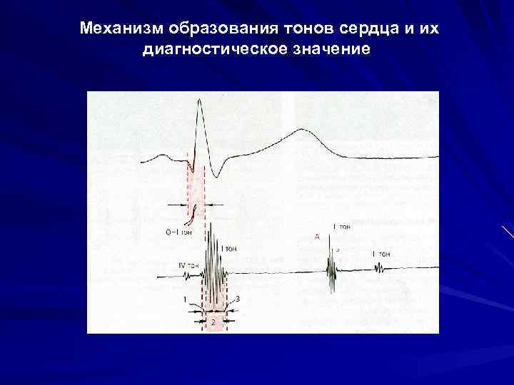 Механизм образования тонов сердца и их диагностическое значение 