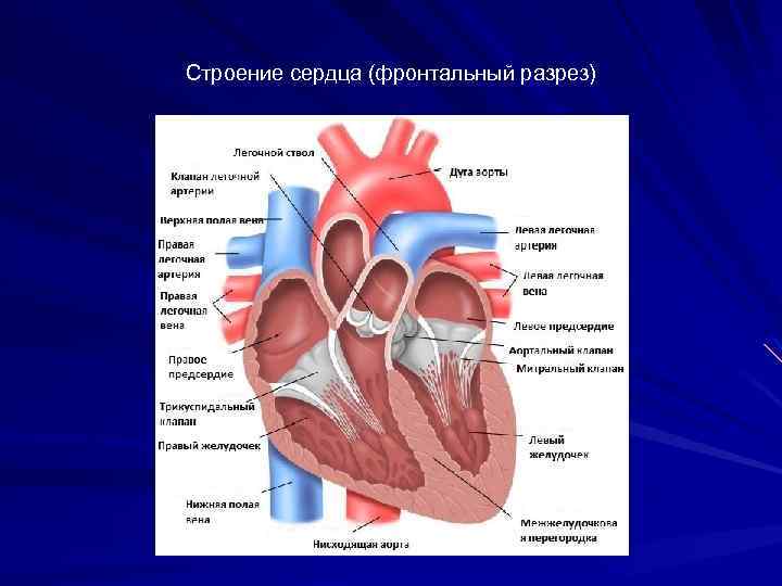 Клапаны сердца схема аускультации