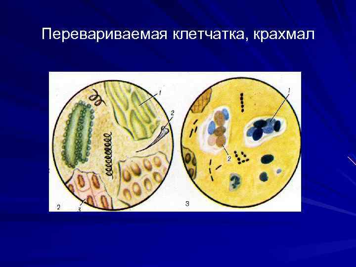Перевариваемая клетчатка, крахмал 