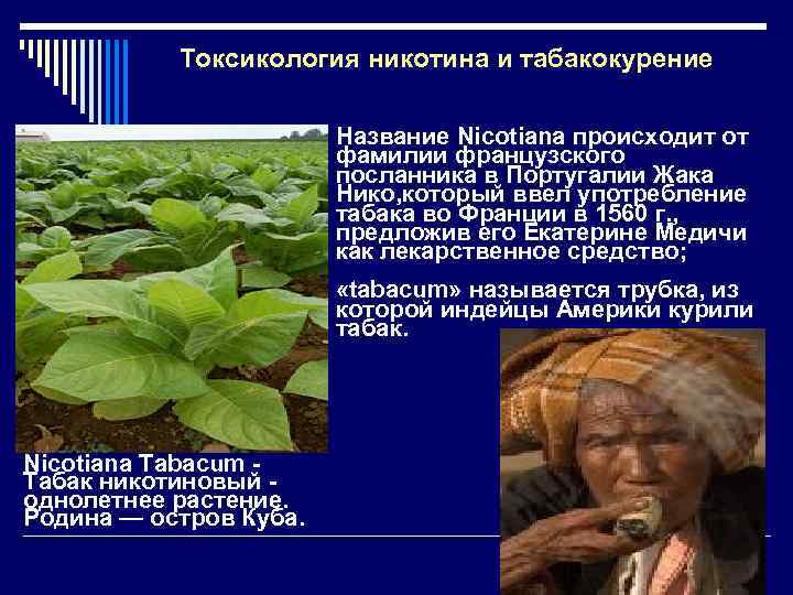 Токсикология никотина и табакокурение Название Nicotiana происходит от фамилии французского посланника в Португалии Жака