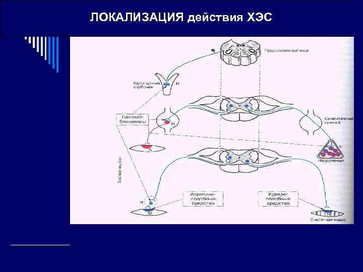 ЛОКАЛИЗАЦИЯ действия ХЭС 