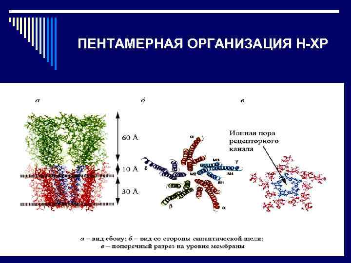 ПЕНТАМЕРНАЯ ОРГАНИЗАЦИЯ Н-ХР 