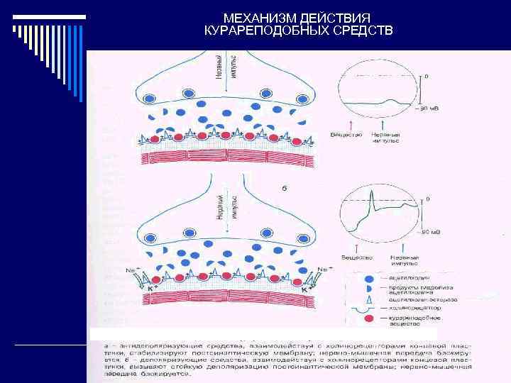 МЕХАНИЗМ ДЕЙСТВИЯ КУРАРЕПОДОБНЫХ СРЕДСТВ 