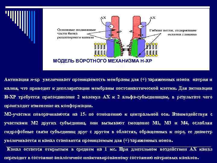 МОДЕЛЬ ВОРОТНОГО МЕХАНИЗМА Н-ХР Активация н-хр увеличивает проницаемость мембраны для (+) заряженных ионов натрия