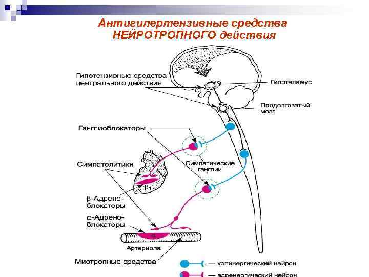 Антигипертензивные средства презентация