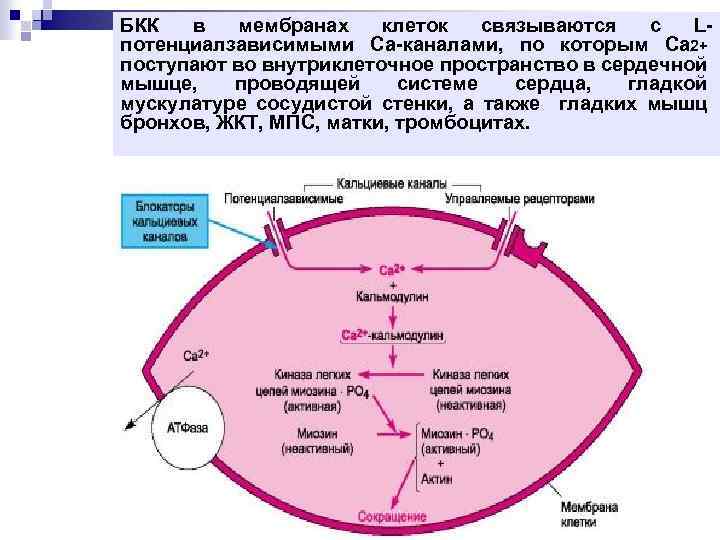 Апиксабан при тэла схема