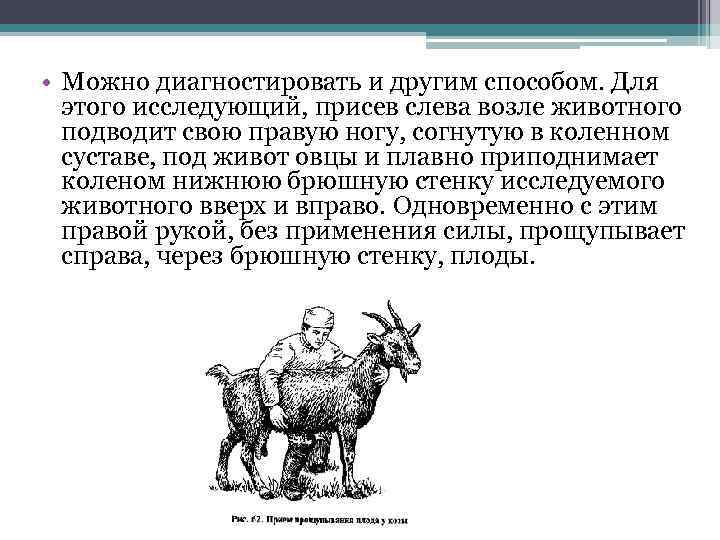  • Можно диагностировать и другим способом. Для этого исследующий, присев слева возле животного