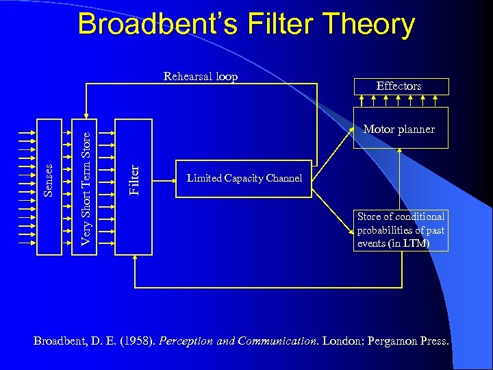Broadbent’s Filter Theory Effectors Motor planner Filter Very Short Term Store Senses Rehearsal loop