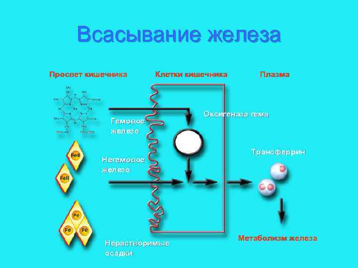 Всасывание железа Просвет кишечника Клетки кишечника Гемовое железо Негемовое железо Нерастворимые осадки Плазма Оксигеназа