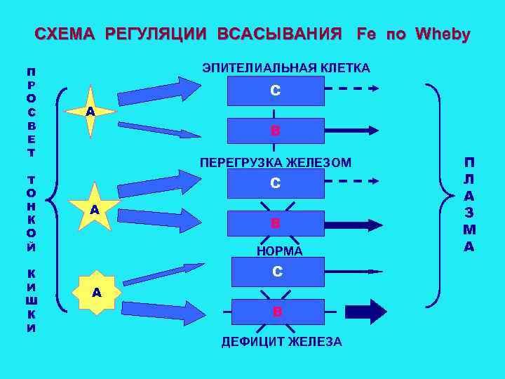 СХЕМА РЕГУЛЯЦИИ ВСАСЫВАНИЯ Fe по Wheby П Р О С В Е Т Т