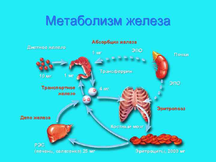 Обмен веществ железа