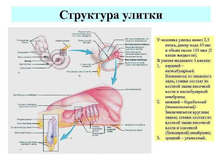 Структура улитки У человека улитка имеет 2, 5 витка, длину хода 35 мм и