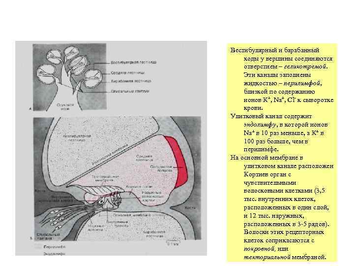 Вестибулярный и барабанный ходы у вершины соединяются отверстием – геликотремой. Эти каналы заполнены жидкостью