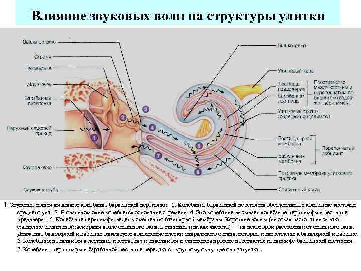 Влияние звуковых волн на структуры улитки 1. Звуковые волны вызывают колебание барабанной перепонки. 2.