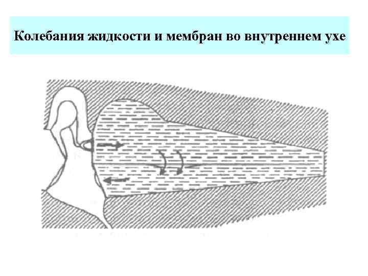 Колебания жидкости и мембран во внутреннем ухе 