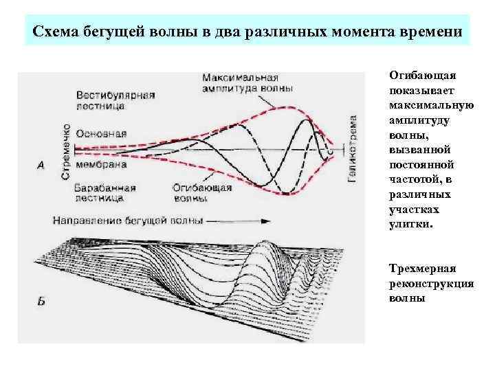 Схема бегущей волны в два различных момента времени Огибающая показывает максимальную амплитуду волны, вызванной