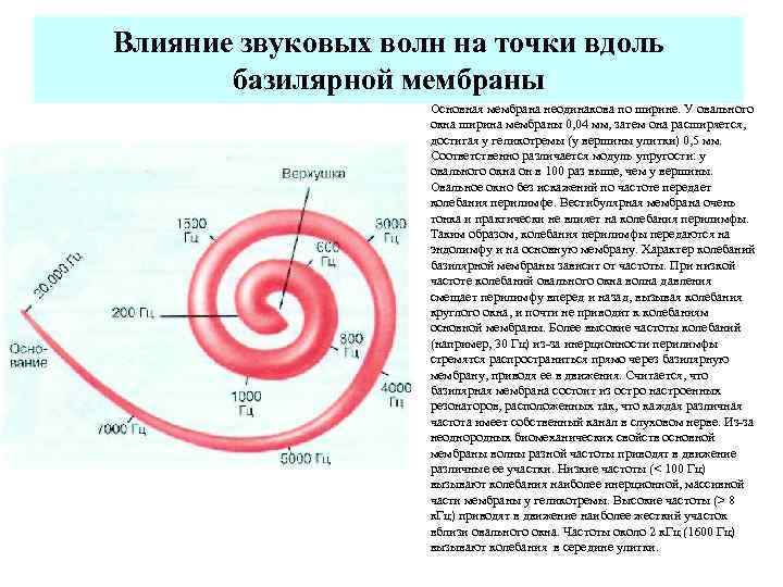 Влияние звуковых волн на точки вдоль базилярной мембраны Основная мембрана неодинакова по ширине. У