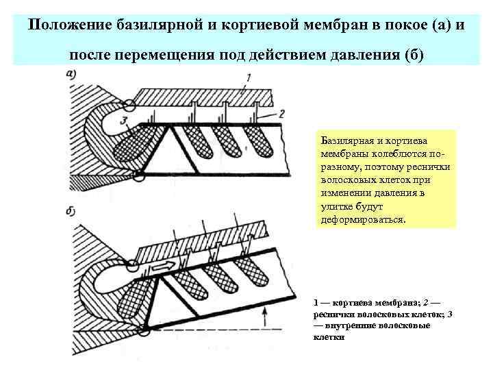Положение базилярной и кортиевой мембран в покое (а) и после перемещения под действием давления