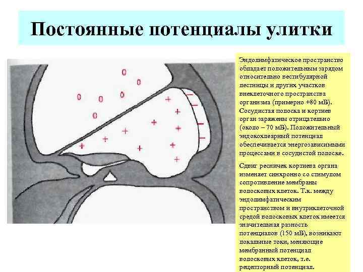 Постоянные потенциалы улитки Эндолимфатическое пространство обладает положительным зарядом относительно вестибулярной лестницы и других участков