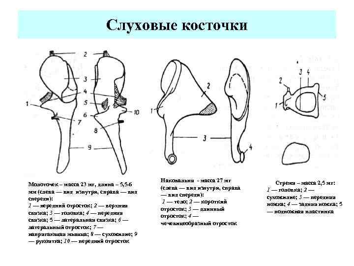 Слуховые косточки Молоточек – масса 23 мг, длина – 5, 5 -6 мм (слева