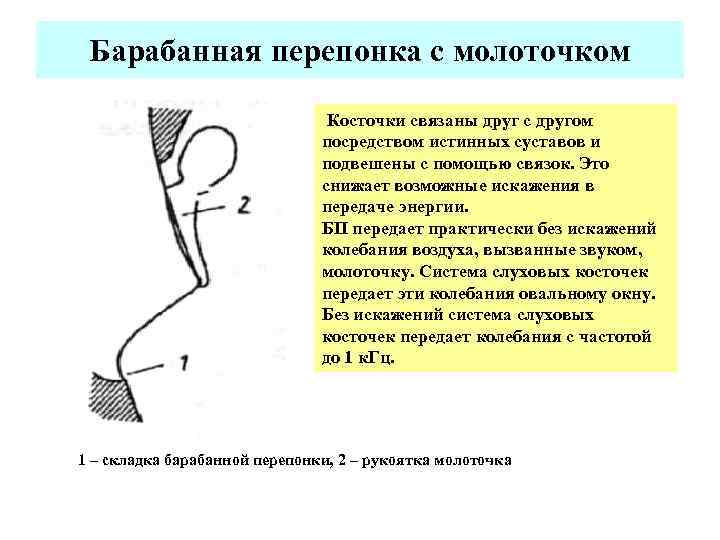 Барабанная перепонка с молоточком Косточки связаны друг с другом посредством истинных суставов и подвешены