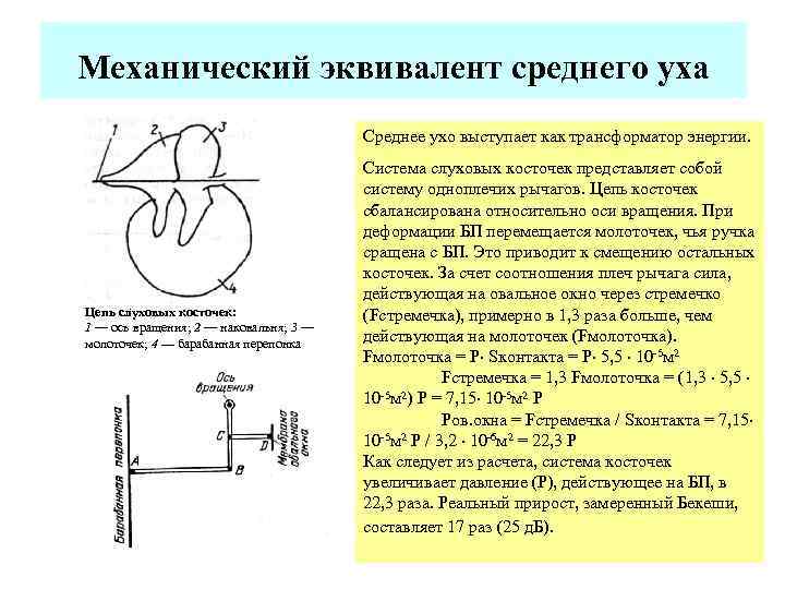Механический эквивалент среднего уха Среднее ухо выступает как трансформатор энергии. : Цепь слуховых косточек:
