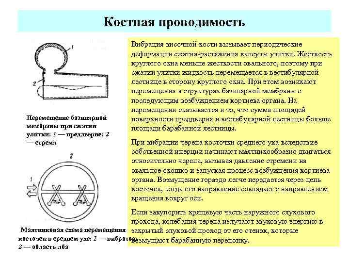 Костная проводимость Перемещение базилярной мембраны при сжатии улитки: 1 — преддверие: 2 — стремя