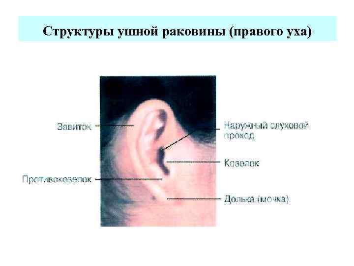 Что такое ушная раковина. Структура ушной раковины. Низко расположенные ушные раковины. Завиток ушной раковины анатомия.