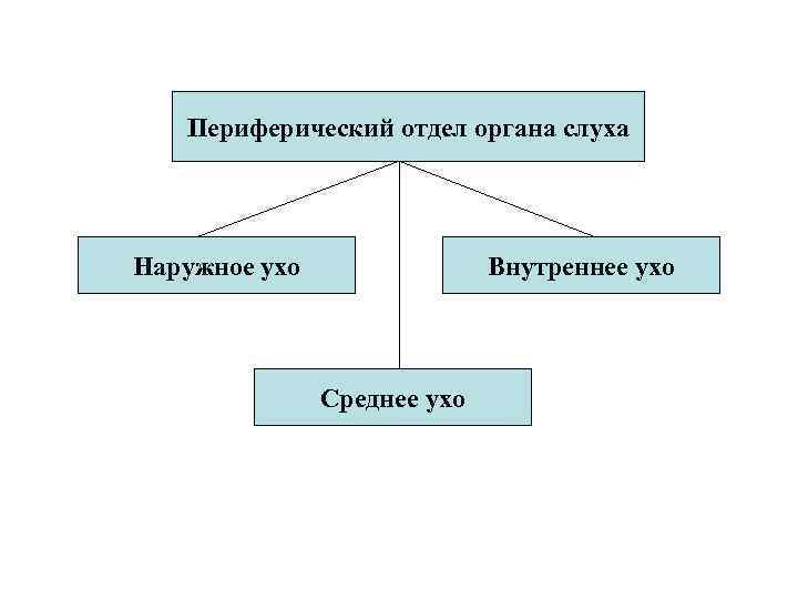 Периферический отдел органа слуха Наружное ухо Внутреннее ухо Среднее ухо 