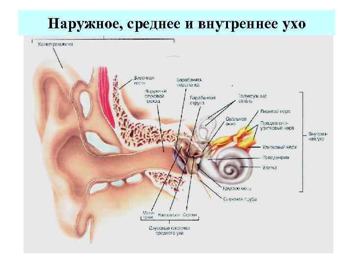 Наружное, среднее и внутреннее ухо 