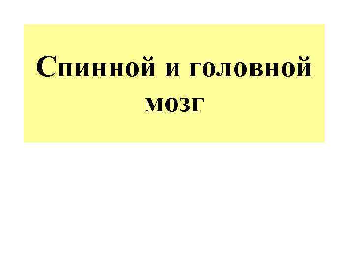 Спинной и головной мозг 