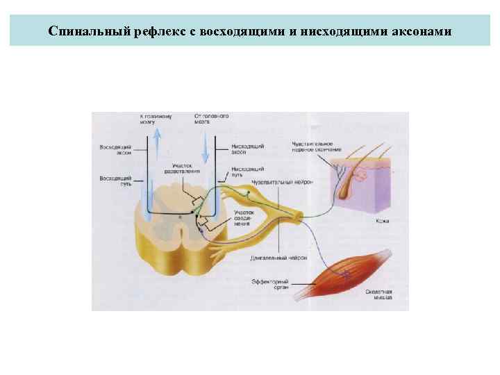 Спинальный рефлекс с восходящими и нисходящими аксонами 