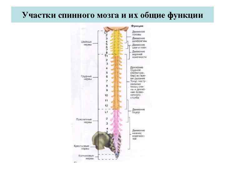 Спинной мозг функции