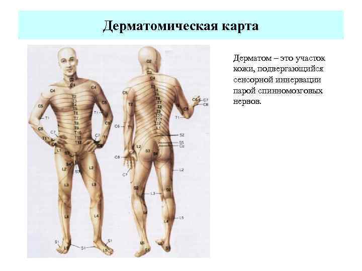 Дерматомическая карта Дерматом – это участок кожи, подвергающийся сенсорной иннервации парой спинномозговых нервов. 
