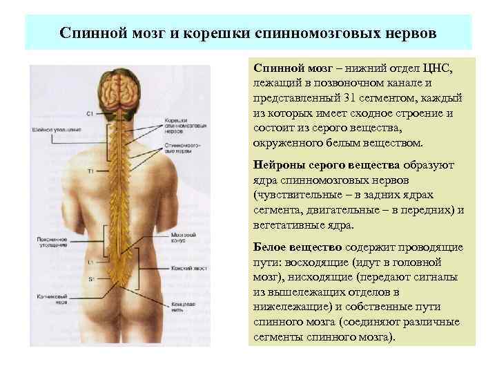 Где находится спинной мозг