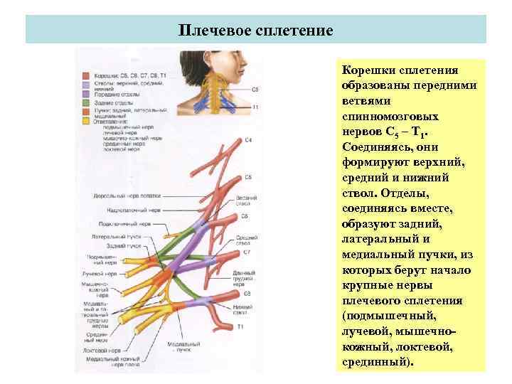Плечевое сплетение таблица иннервации. Шейное и плечевое сплетение спинномозговых нервов.